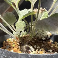 ペラルゴニウム　ミラビレ　根差し　塊根のサムネイル