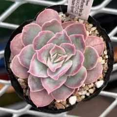 2026年最新】メキシコプリドニスの人気アイテム - メルカリ