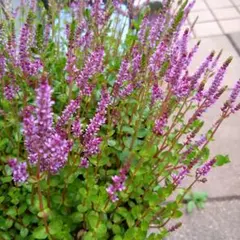 きき様 リクエスト 2点 まとめ商品