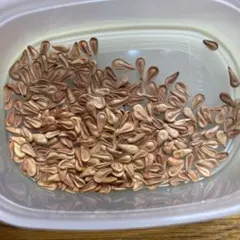 2026年最新】ウィンゾリー 種子の人気アイテム - メルカリ