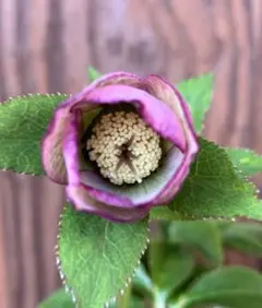 2026年最新】クリスマスローズ 株の人気アイテム - メルカリ