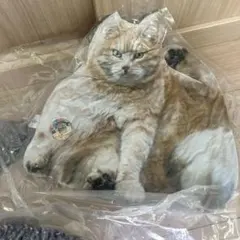 リアルでぶ猫クッション2