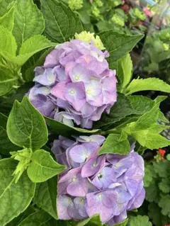 来年用 紫陽花 アジサイ ホットチボリマーブル ブルー 5号 4 - メルカリ