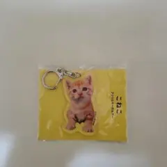 こねこ アクリルキーホルダー 岩合光昭