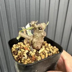 虎のモン様 リクエスト 2点 まとめ商品