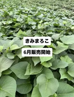 2026年最新】きみまろ さつまいもの人気アイテム - メルカリ