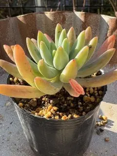 多肉植物　乙女心×シャビアナペレグリナ