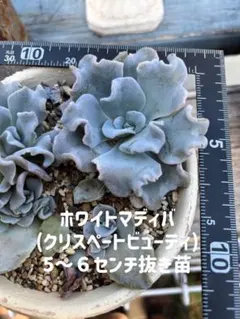 エケベリア　ホワイトマディバ(クリスペートビューティ)　　抜き苗１つのサムネイル