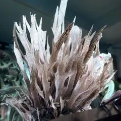 2026年最新】auburn riverの人気アイテム - メルカリ