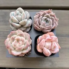 なおさん様 リクエスト 4点 まとめ商品