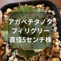 アガベ　チタノタ　フィリグリー　5センチ株　抜き苗発送　現物　①のサムネイル