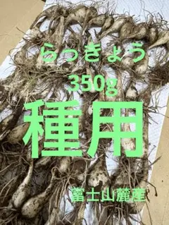 らっきょう　種　350g ネコポス富士山麓産のサムネイル