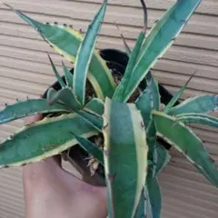 アガベ AGAVE オバティフォリア 中斑 パリー トランカータ 縞斑 - メルカリ