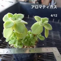 多肉植物 アロマティカス 抜き苗