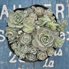 mican様 リクエスト 2点 まとめ商品