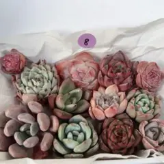 8 多肉植物 エケベリア 詰め合わせセット！