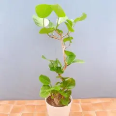フィカス・ウンベラータ 8号 148cm S-shaped tree form フィカス・ウンベラータ 8号 143cm S-shaped tree form - メルカリ