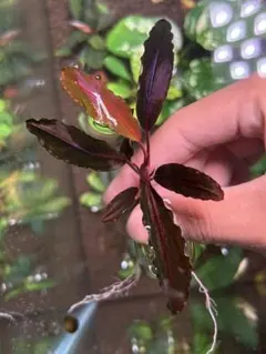 shanben202様 リクエスト 3点 まとめ商品