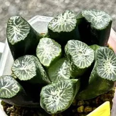 m*6様 万象　親株　超美株　ハオルチア　観葉植物　C5