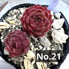 多肉植物　センペルビウム　ジュエルケース　No.33【青】 多肉植物 センペルビウム ジュエルケース No.33【青】 - メルカリ