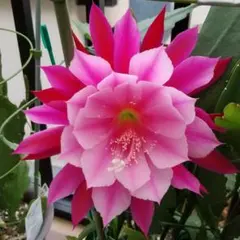 サボテン カキコ苗 開花サイズ - メルカリ