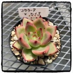 多肉植物…エケベリア♬*°札付き錦玉園コロラータ花芽付き大苗子株付き 多肉植物…エケベリア♬*°札付き錦玉園コロラータ花芽付き大苗子株付き エケベリア・セダム