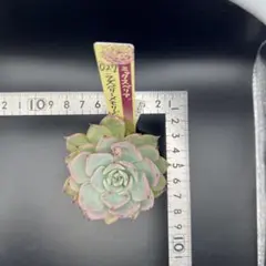 チョコ肉様 リクエスト 2点 まとめ商品