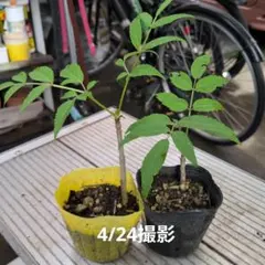 ぽてさま専用　タラの芽の苗　タラノキのサムネイル