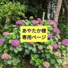 あやたか様専用ページ