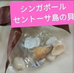 貝殻 シンガポール 趣味 コレクション ハンドメイド インテリア 雑貨