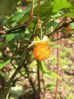 川獺様 リクエスト 2点 まとめ商品