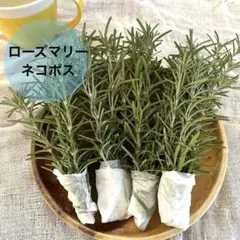 2026年最新】ローズマリーカット枝の人気アイテム - メルカリ
