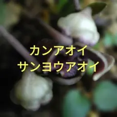 2026年最新】カンアオイ 植物の人気アイテム - メルカリ