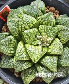 ハオルチア 闇の森 葉挿し 発根済み - メルカリ