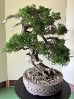 盆栽 真柏 小品 ジンシャリ 樹勢良好 常滑鉢 盆栽 真柏 小品 ジンシャリ 樹勢良好 常滑鉢 - メルカリ