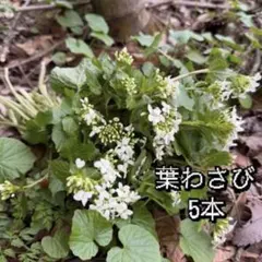 2026年最新】わさび苗の人気アイテム - メルカリ