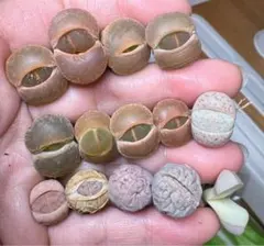 ねこミーム　夕方から夜不在多し様 リクエスト 3点 まとめ商品