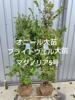 2025年最新】ブルーベリー苗 オニールの人気アイテム - メルカリ