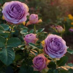 くまごん様 リクエスト まとめ商品