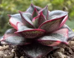 M*n様 No.c784新入荷　麒麟座錦　エケベリア　多肉植物　撮影12月3日