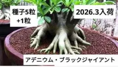 しおさいや様 リクエスト 2点 まとめ商品