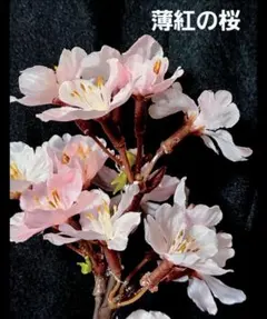 みや様 リクエスト 2点 まとめ商品