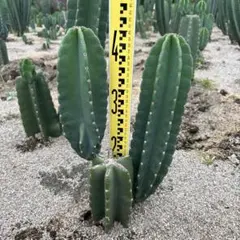 ココスヤシ【引き取り限定】 2025年最新】Yahoo!オークション -ココスヤシ(観葉植物)の中古品