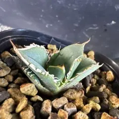 2026年最新】アガベ 子株 セットの人気アイテム - メルカリ