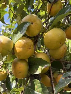 イッシーちゃん様専用ページです。お買い上げはご遠慮願います。