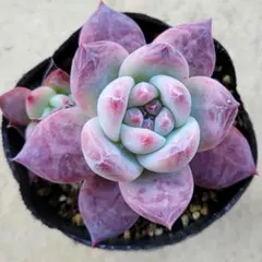 2025年最新】ホリコロの人気アイテム - メルカリ