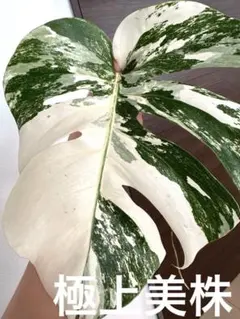 2025年最新】斑入りモンステラ ホワイトタイガーの人気アイテム
