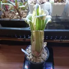 nos4512様 リクエスト 2点 まとめ商品