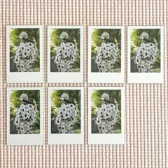 いれいす実写チェキ 悠佑 和傘ver.