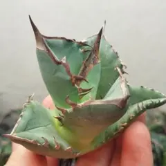 ジヨン様 リクエスト 3点 まとめ商品